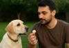 Cachorro pode comer pão Saiba o que é mito ou verdade