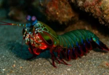 Colorido, agressivo e quase indestrutível: o camarão-louva-a-deus-palhaço é uma máquina de caça Camarão-louva-a-deus-palhaço é uma máquina de caça