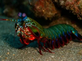 Camarão-louva-a-deus-palhaço é uma máquina de caça