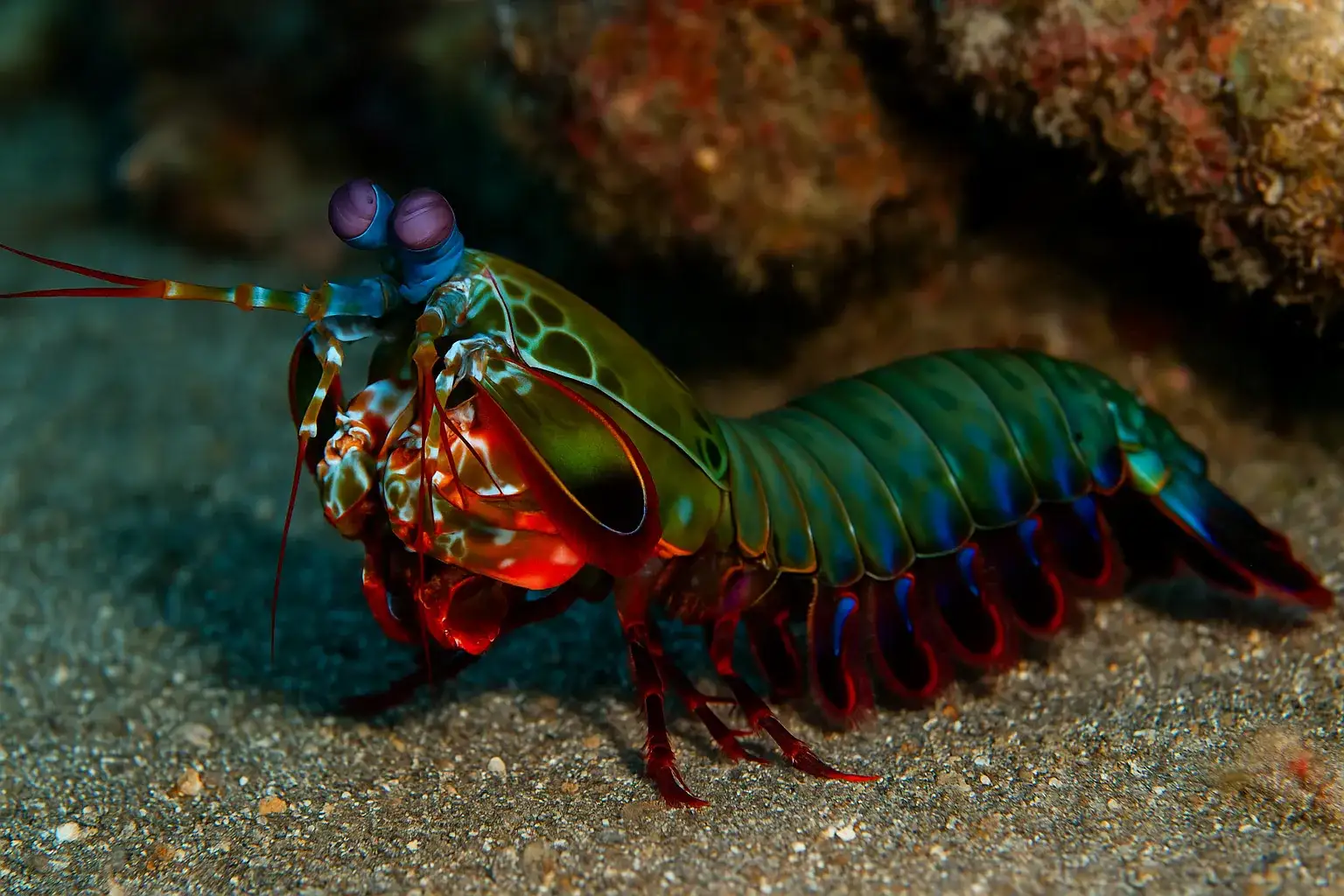 Camarão-louva-a-deus-palhaço é uma máquina de caça