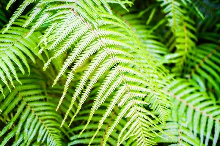 Como regar a samambaia corretamente