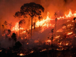 Consequências das mudanças climáticas