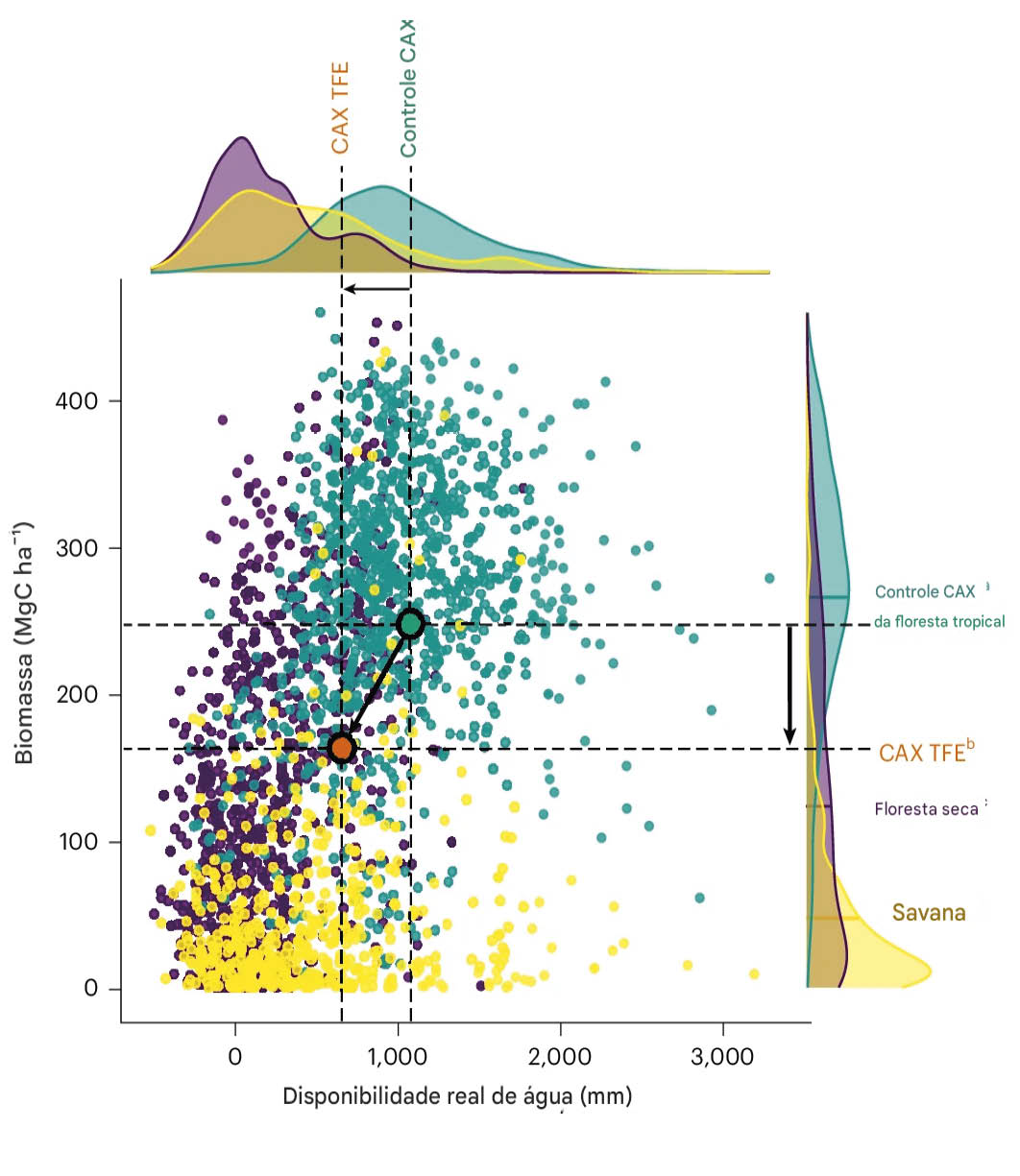 Floresta Amazônica se adapta à seca prolongada, (mas com um custo) perde estoques vitais de carbono 2 Contextualização dos resultados de biomassa na bacia amazônica