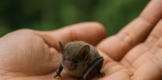 Esse mamífero minúsculo tem um coração que bate 1.200 vezes por minuto