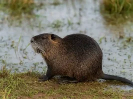 Esse roedor é confundido com rato, mas vive só em regiões alagadas