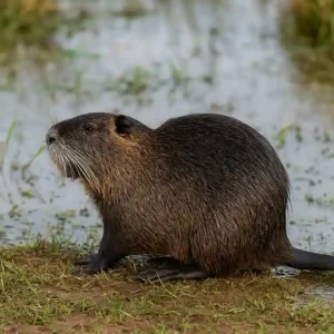 Esse roedor é confundido com rato, mas vive só em regiões alagadas Esse roedor é confundido com rato, mas vive só em regiões alagadas