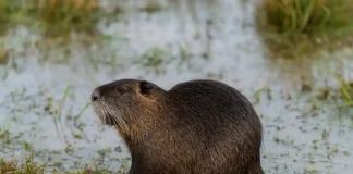Esse roedor é confundido com rato, mas vive só em regiões alagadas