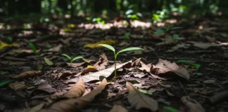 Amazônia: Onde a vida renasce das cinzas, folha por folha. Regeneração em estado puro