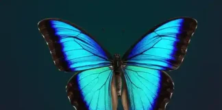 A beleza iridescente da borboleta Morpho.