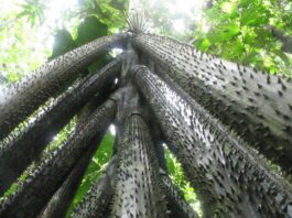 O Segredo da Árvore que Anda Revelado pela Ciência