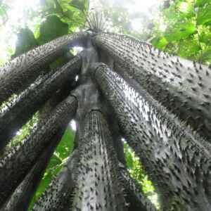 Árvores que caminham? O mistério da Socratea exorrhiza O Segredo da Árvore que Anda Revelado pela Ciência