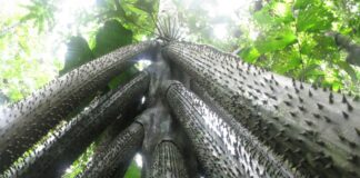 O Segredo da Árvore que Anda Revelado pela Ciência