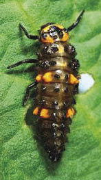 Insetos_que_mastigam_folhas_como_gafanhotos_e_lagartas__sofrem_os_efeitos_mais_negativos As alterações climáticas estão tornando as plantas menos nutritivas