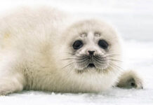 Aquecimento de +1,5 °C é muito alto para as camadas de gelo polares Limite perigoso para as camadas de gelo da Terra (filhote de foca-aspiana)