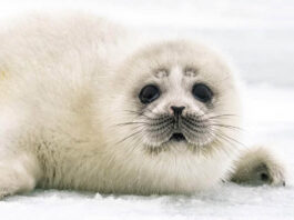 Limite perigoso para as camadas de gelo da Terra (filhote de foca-aspiana)