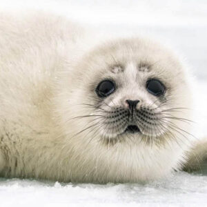 Aquecimento de +1,5 °C é muito alto para as camadas de gelo polares Limite perigoso para as camadas de gelo da Terra (filhote de foca-aspiana)