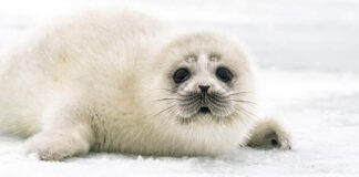 Limite perigoso para as camadas de gelo da Terra (filhote de foca-aspiana)