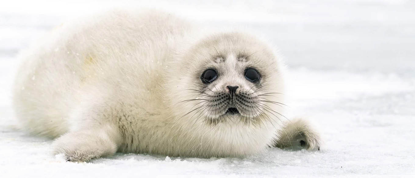 Aquecimento de +1,5 °C é muito alto para as camadas de gelo polares 9 Limite perigoso para as camadas de gelo da Terra (filhote de foca-aspiana)