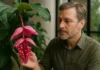 Medinilla magnifica: a flor exótica que conquista à primeira vista Medinilla magnifica a flor exótica que conquista à primeira vista