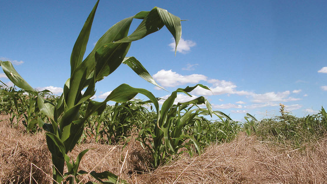 Novo mapa mostra onde há maior potencial para agricultura no Brasil 5 Milho em plantio direto
