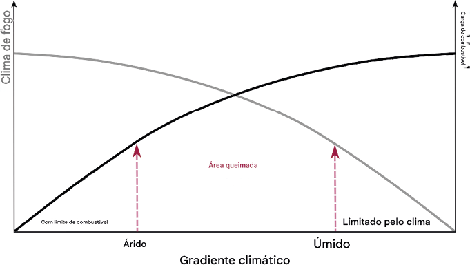 Modelo conceitual de mudanças no clima propício ao fogo, carga de combustível e área queimada ao longo de um gradiente climático. A área queimada é limitada por dois fatores ao longo de um gradiente de aridez. No lado esquerdo do gráfico, a área queimada é limitada pelo combustível devido à baixa biomassa e às lacunas entre a vegetação em regiões áridas. No lado direito do gráfico, climas mais úmidos raramente apresentam condições climáticas propícias ao fogo, tornando a área queimada climaticamente limitada. Em climas que se situam entre esses extremos, uma combinação de clima propício ao fogo frequente e vegetação suficiente pode levar a grandes áreas queimadas