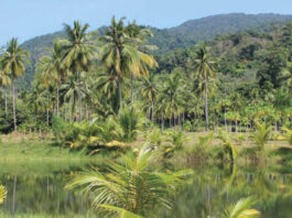O enfraquecimento da AMOC pode atenuar a perda de chuvas na estação seca na Amazônia
