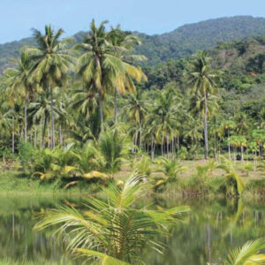 Aumento das chuvas na estação seca em partes da floresta amazônica O enfraquecimento da AMOC pode atenuar a perda de chuvas na estação seca na Amazônia