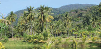 O enfraquecimento da AMOC pode atenuar a perda de chuvas na estação seca na Amazônia