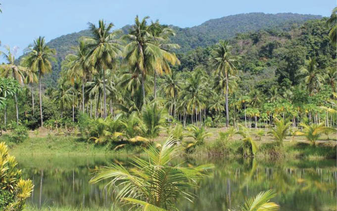 Aumento das chuvas na estação seca em partes da floresta amazônica 5 O enfraquecimento da AMOC pode atenuar a perda de chuvas na estação seca na Amazônia