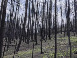 O solo queimado pode se tornar hidrofóbico e quase ceroso, permitindo que a chuva leve rapidamente os contaminantes para a encosta