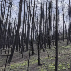 Legado de incêndio florestal pode assombrar os rios por anos O solo queimado pode se tornar hidrofóbico e quase ceroso, permitindo que a chuva leve rapidamente os contaminantes para a encosta