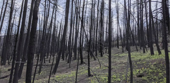Legado de incêndio florestal pode assombrar os rios por anos 6 O solo queimado pode se tornar hidrofóbico e quase ceroso, permitindo que a chuva leve rapidamente os contaminantes para a encosta