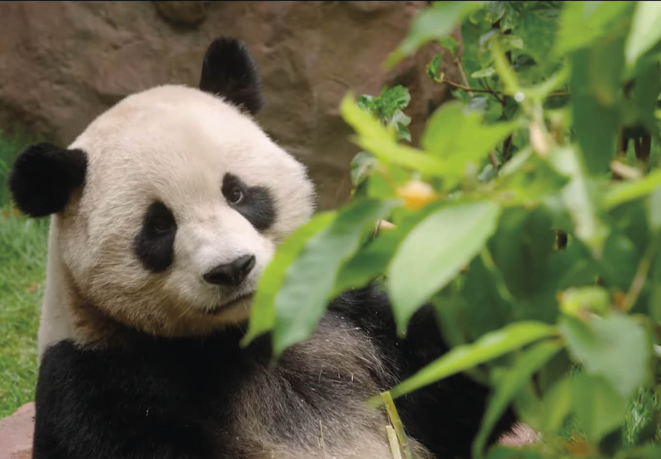 As alterações climáticas estão tornando as plantas menos nutritivas 3 Os pandas gigantes passam de 10 a 14 horas por dia ou mais comendo bambu, Confira a comida favorita dos pandas gigantes:Assista o Video: https://youtu.be/Bi28iIjU88M