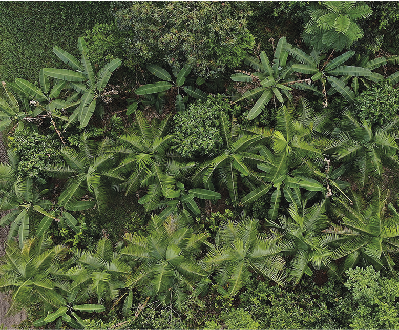 Amazônia ganha centro de pesquisas para apoiar a recuperação de áreas desmatadas e degradadas 1 Os sistemas agroflorestais (SAFs) conciliam as necessidades ecológicas e as demandas econômicas dos agricultores familiares e povos da floresta