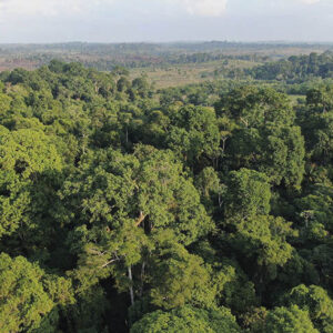 Amazônia ganha centro de pesquisas para apoiar a recuperação de áreas desmatadas e degradadas Pesquisadores ligados ao Capoeira analisarão dados de mais de 100 sítios de estudo em diferentes estados da Amazônia Legal. As áreas correspondem a iniciativas de restauração