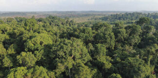 Pesquisadores ligados ao Capoeira analisarão dados de mais de 100 sítios de estudo em diferentes estados da Amazônia Legal. As áreas correspondem a iniciativas de restauração