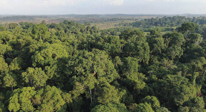 Pesquisadores ligados ao Capoeira analisarão dados de mais de 100 sítios de estudo em diferentes estados da Amazônia Legal. As áreas correspondem a iniciativas de restauração Pesquisadores ligados ao Capoeira analisarão dados de mais de 100 sítios de estudo em diferentes estados da Amazônia Legal. As áreas correspondem a iniciativas de restauração