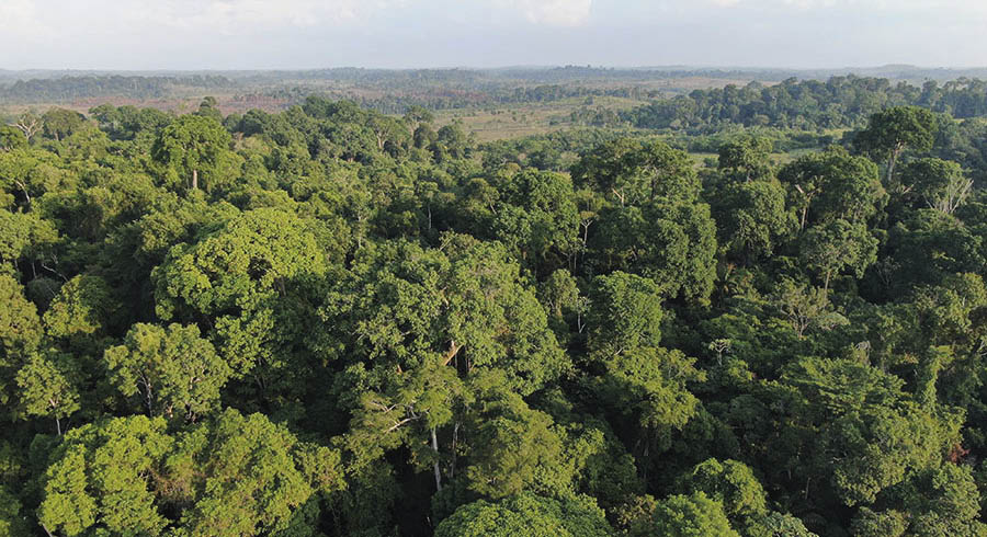 Amazônia ganha centro de pesquisas para apoiar a recuperação de áreas desmatadas e degradadas 7 Pesquisadores ligados ao Capoeira analisarão dados de mais de 100 sítios de estudo em diferentes estados da Amazônia Legal. As áreas correspondem a iniciativas de restauração