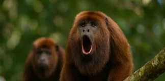 Por que os bugios gritam de madrugada