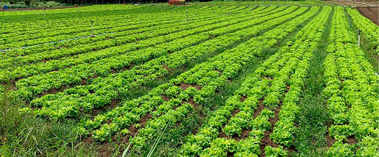 Novo mapa mostra onde há maior potencial para agricultura no Brasil 7 Quase um terço da área do território nacional apresenta boa ou muito boa potencialidade ao desenvolvimento agrícola
