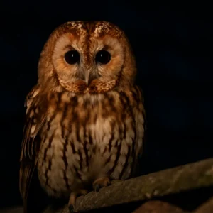 Saiba como a visita de uma coruja pode simbolizar alertas energéticos Saiba como a visita de uma coruja pode simbolizar alertas energéticos