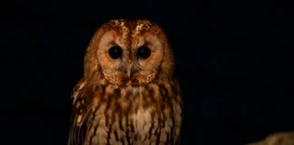 Saiba como a visita de uma coruja pode simbolizar alertas energéticos