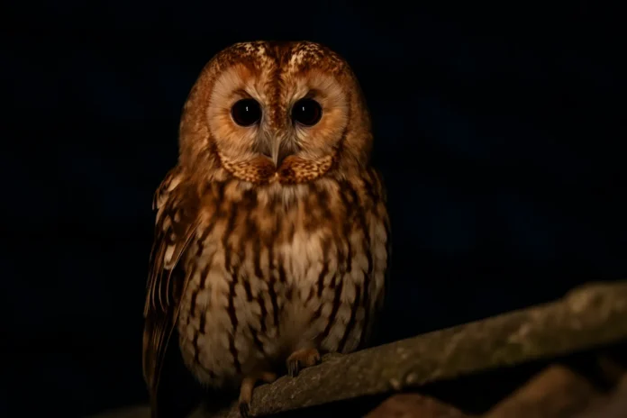 Saiba como a visita de uma coruja pode simbolizar alertas energéticos