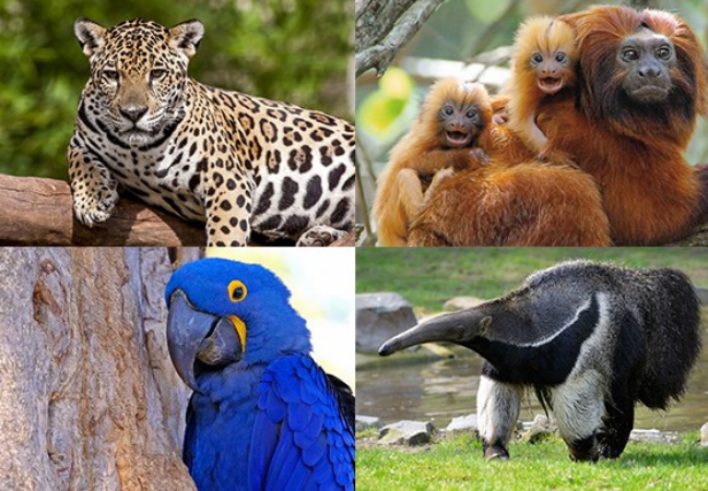 Projeto do ICMBio mapeia 23 genomas com detalhamento sobre espécies 5 mapeamento