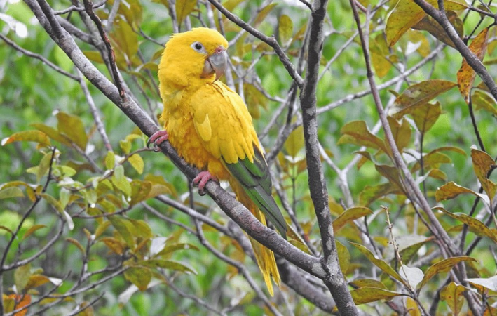 Screenshot-2025-05-29-182358 Projeto do ICMBio mapeia 23 genomas com detalhamento sobre espécies