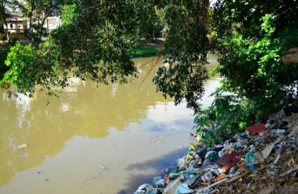 Screenshot-2025-06-04-110558 Microalga brasileira se destaca na remoção de antibióticos da água e pode ajudar o meio ambiente