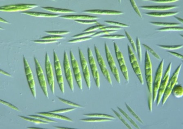 Screenshot-2025-06-04-110909 Microalga brasileira se destaca na remoção de antibióticos da água e pode ajudar o meio ambiente