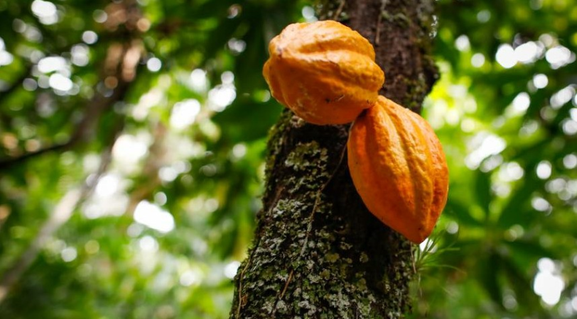 Screenshot-2025-06-04-123548 Embrapa abre inscrições para eventos na COP30 em espaço dedicado à agricultura sustentável