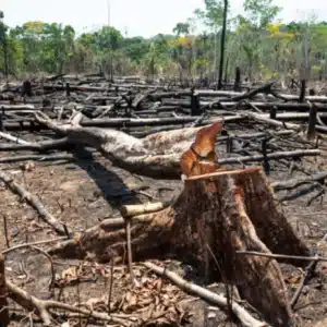Queimadas e agricultura intensiva aceleram degradação do solo no sul da Amazônia Amazônia