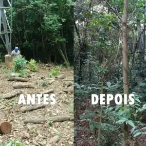 Brasil acelera restauração florestal com foco na Amazônia e Cerrado às vésperas da COP30 Brasil